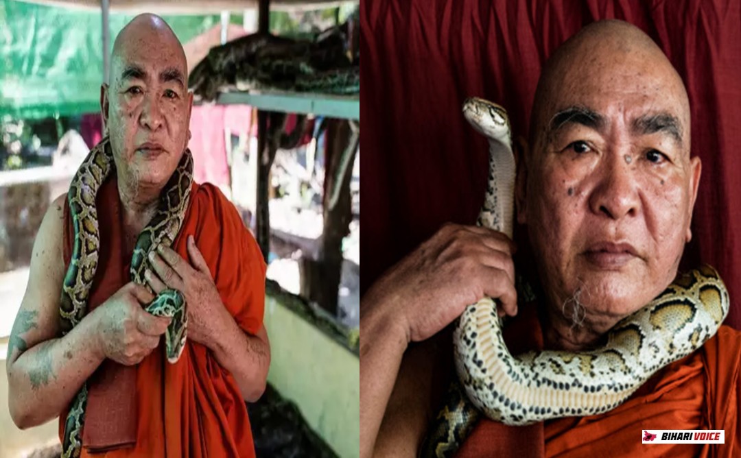 बौद्ध भिक्षु अपने मठ को बनाया 'सापों का घर', कोबड़ा, अजगर, वाइपर को मानते अपना बच्चा