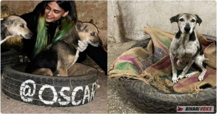 ठंड मे परेशान कुत्तों के लिए विभा तोमर ने पुराने टायरों से बनाया बिस्तर, सोशल मीडिया पर हो रही वाहवाही