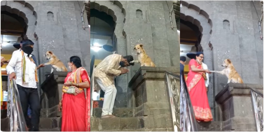 सिद्धिविनायक मंदिर के बाहर चबूतरे पर बैठा कुत्ता भक्तों से हाथ मिलाकर देता है आशीर्वाद