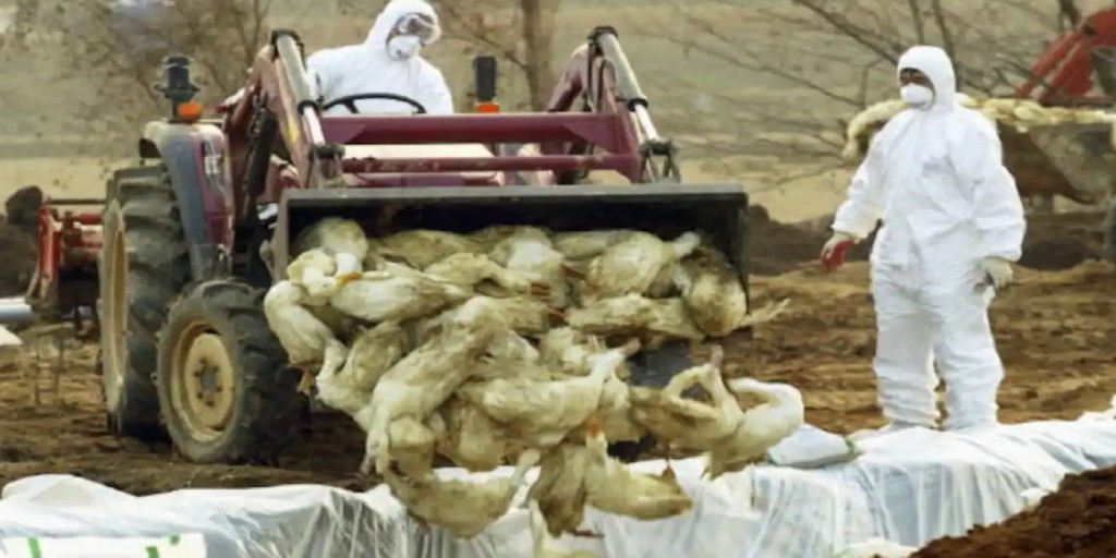 पटना में बर्ड फ्लू के खौफ के बीच आई रहस्‍यमय बीमारी, मर रहीं मुर्गियां