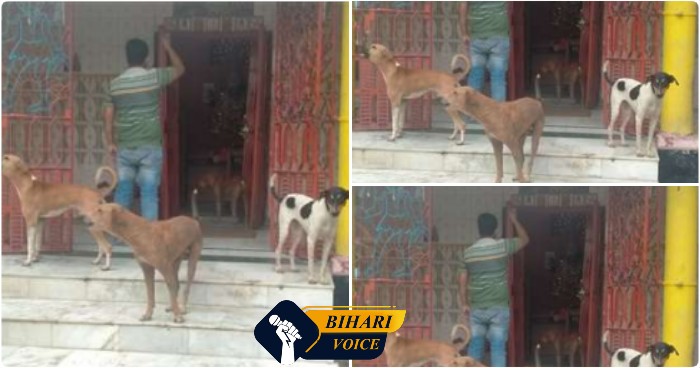 बिहार के बक्सर में एक ऐसा मंदिर है जहां पर आरती के दौरान दशकों से कुत्ते नियमित रूप से भाग ले रहे हैं। यह नजारा आने जाने वाले लोगों को हैरान कर देता है