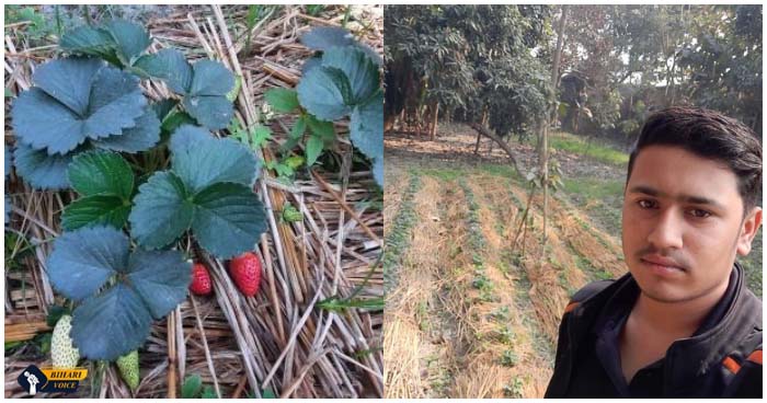 10वीं में पढ़ने वाले बिहार के इस लड़के ने अपने गांव मे स्ट्रॉबेरी की खेती कर बदल दी गांव सूरत बदल दी