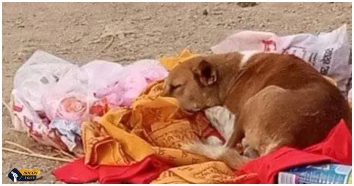 बिहार: अपने मालकिन के मौत के बाद 5 दिन तक श्मशान में बैठ करता रहा इंतजार उसका कुत्ता