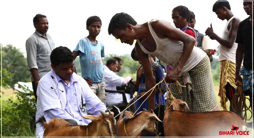 बिहार: घर पर जाकर डॉक्टर करेगें पशुओं का इलाज, होगी पशु चिकित्सको की नियुक्ति