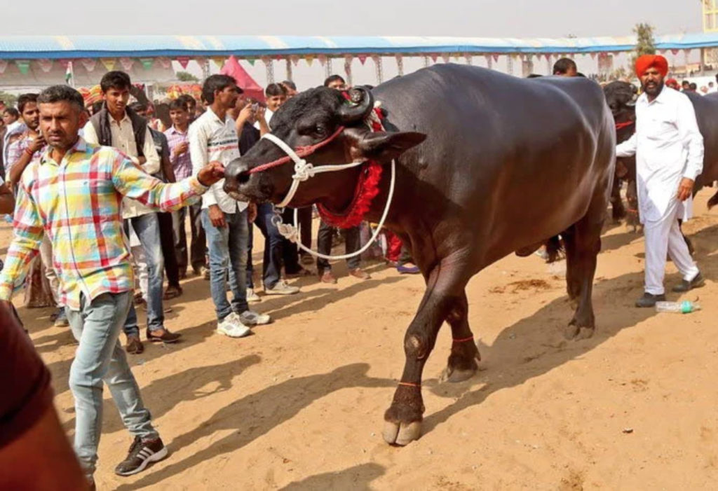21 करोड़ के 'सुल्तान'