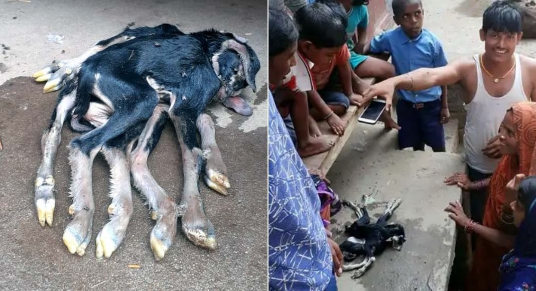 बिहार के भोजपुर में पैदा हुआ 8 पैर-4 कान वाली बकरी