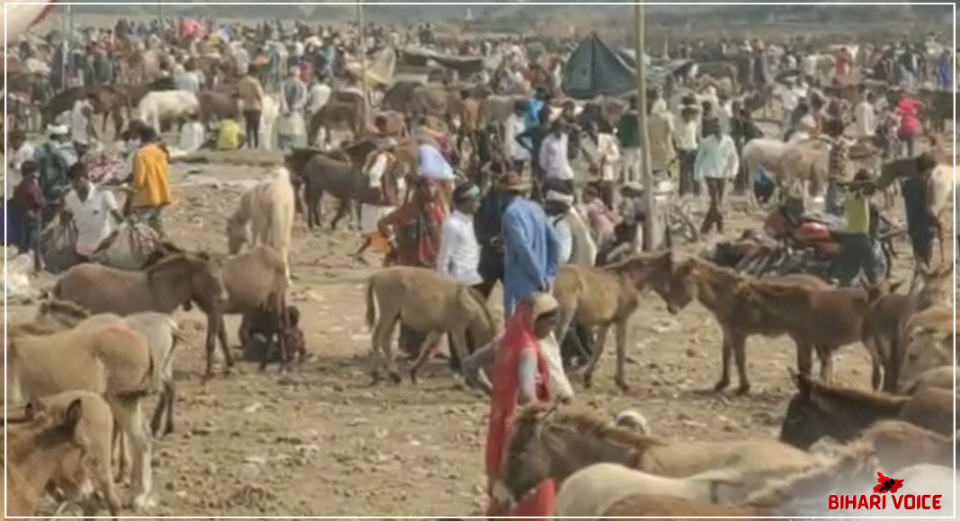 दिवाली पर यहां लगता है ‘गधों का मेला’, अयोध्या दीपोत्सव की तरह ही पूरी दुनिया में होती है इसके चर्चा