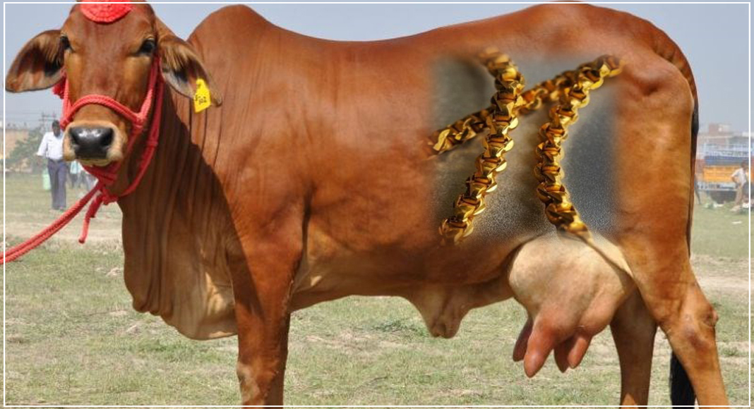 गाय निगल गई 20 ग्राम सोने की चेन