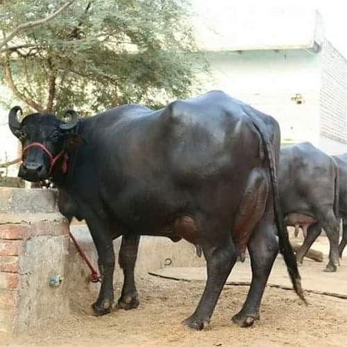 Murrah Buffalo Scheme in Bihar