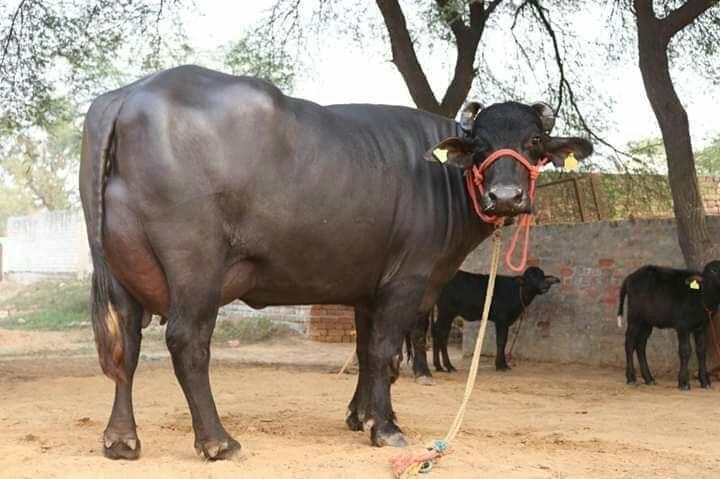 Murrah Buffalo Scheme in Bihar
