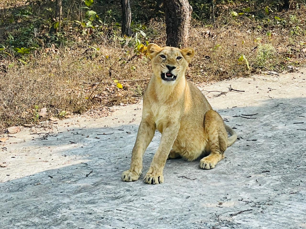Rajgir Zoo safari