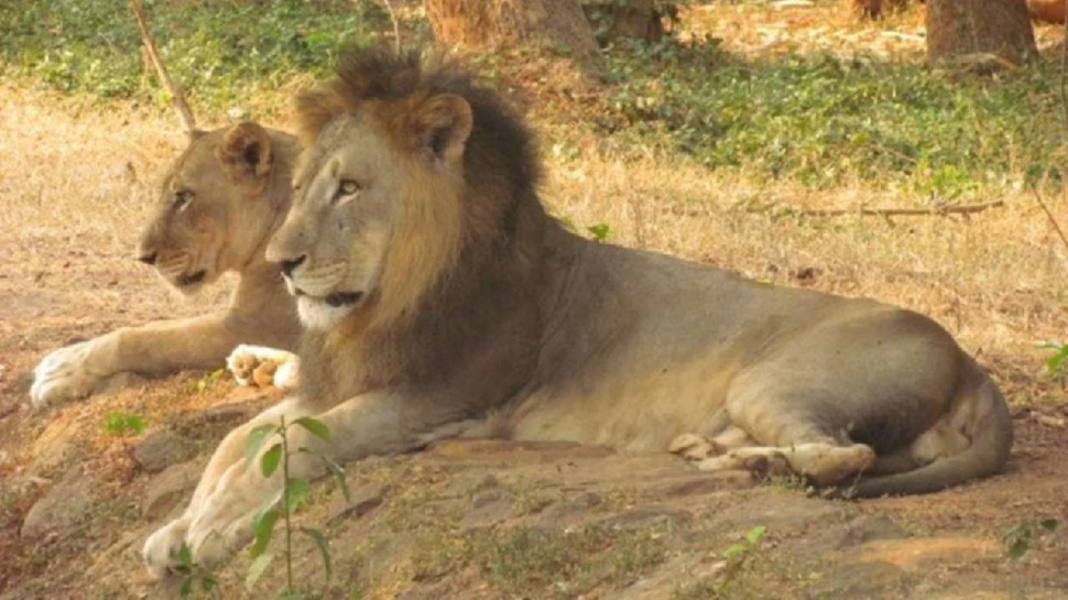 Rajgir Zoo safari
