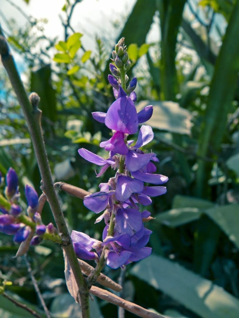 Natural Indigo Farming