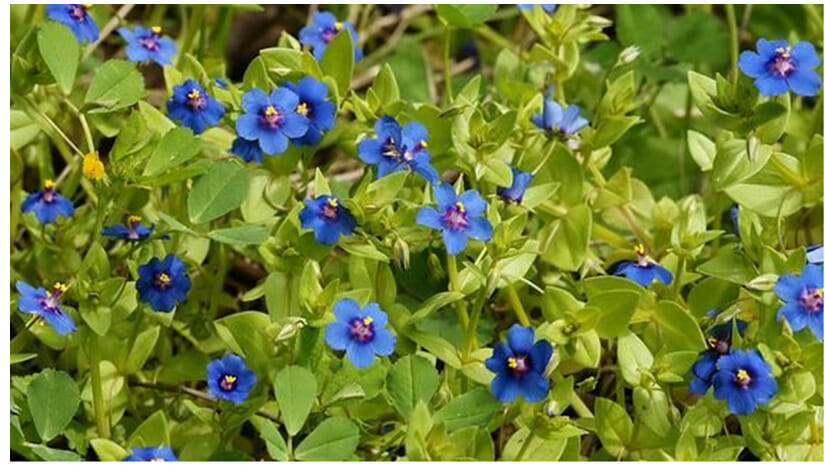 Natural Indigo Farming