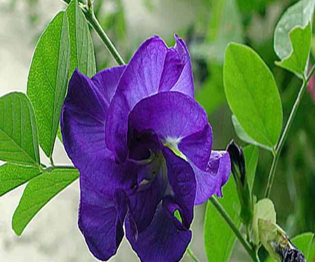Natural Indigo Farming
