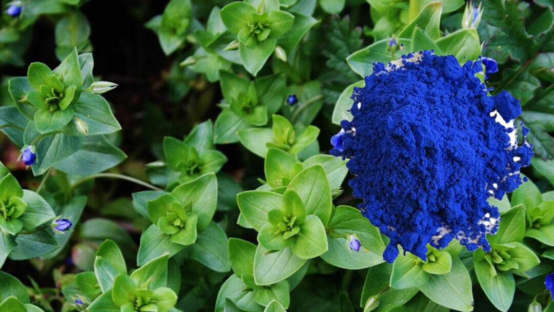 (Natural Indigo Farming in bihar