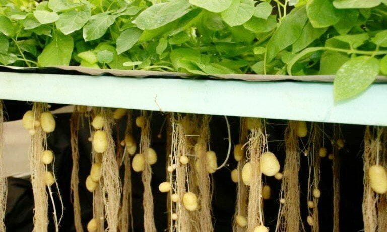 Aeroponic Potato Farming
