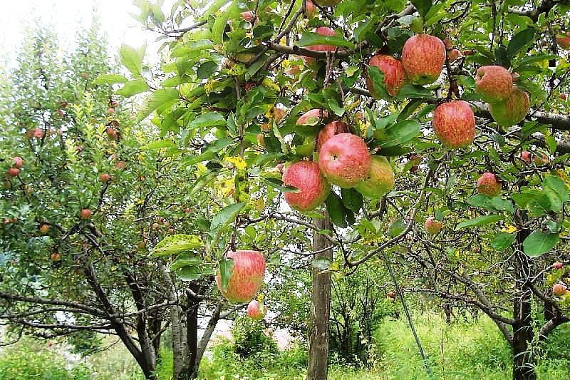 Bihar Apple farming Business