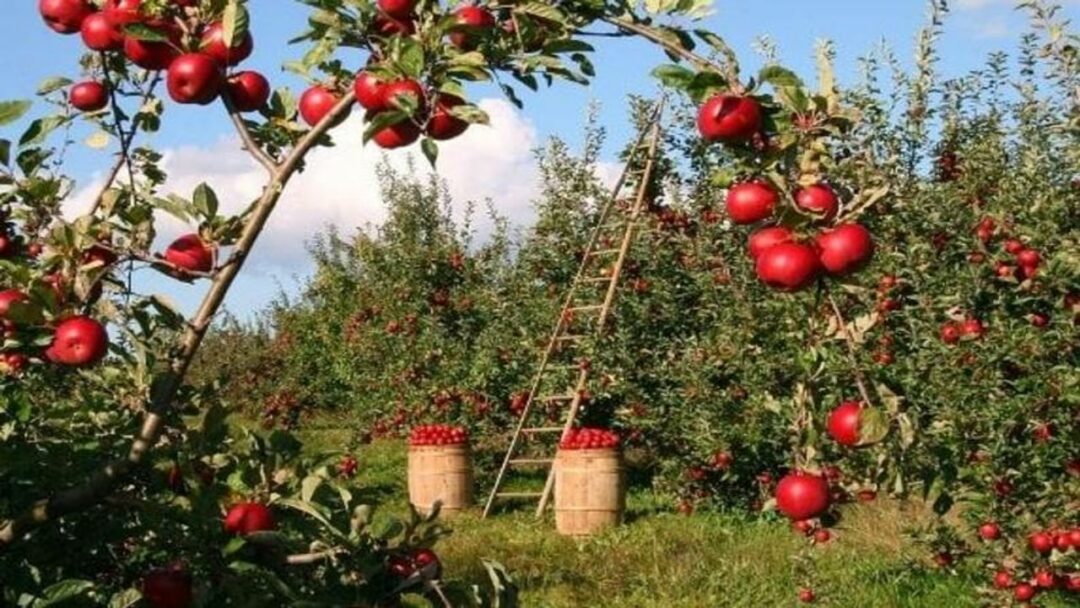 Bihar Apple farming Business
