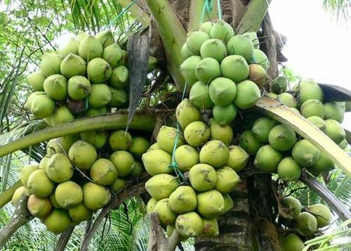 Coconut Plant Farming