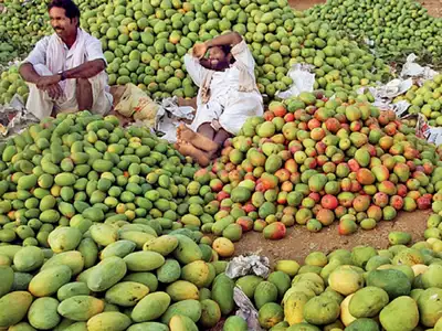 Patna Mangoes Supply