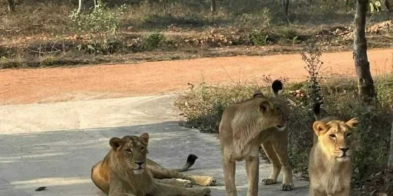 Rajgir Zoo Safari