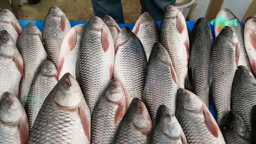 Rohu fish production will increase in Mithila