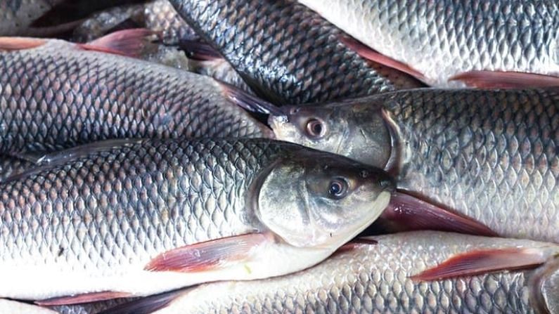 Rohu fish production will increase in Mithila