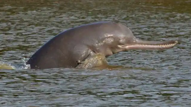 Zoological Survey In Bihar for Dolphins