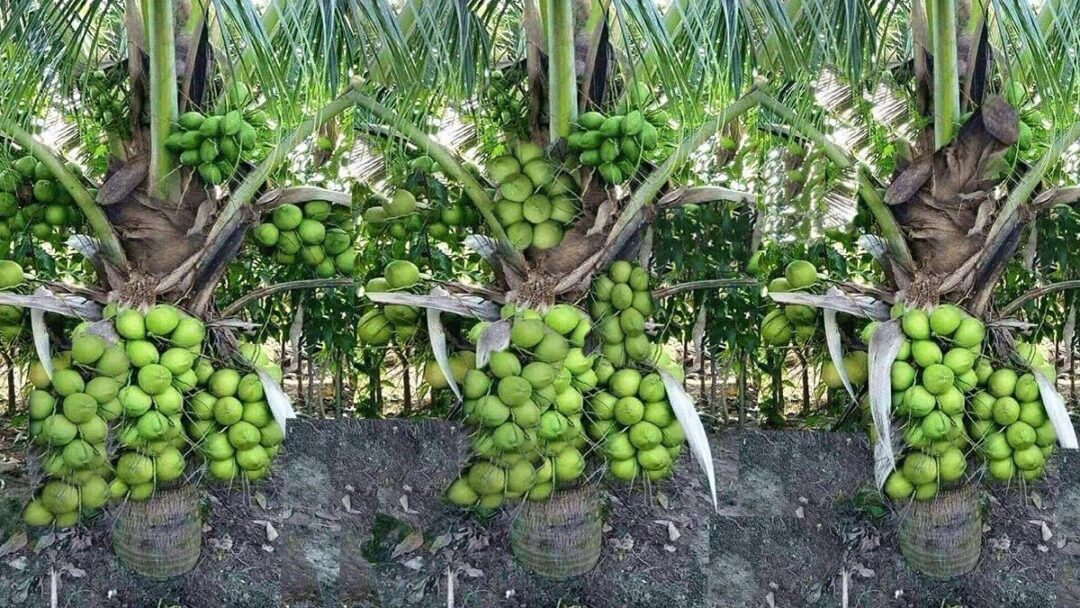 Coconut Farming