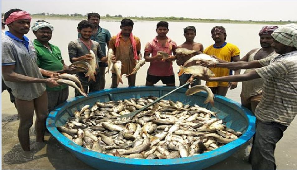 Gi Tag For Mithila Rohu Fish