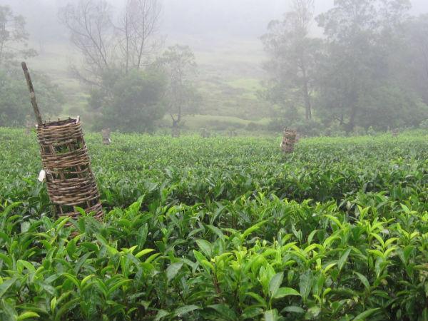Tea production in Bihar Kishanganj