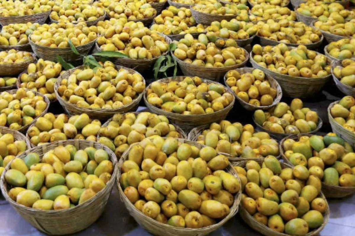 Jardalu Mango of Bihar