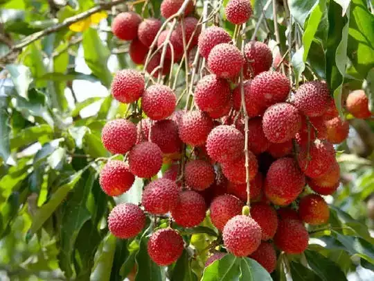 Muzaffarpur Shahi Litchi