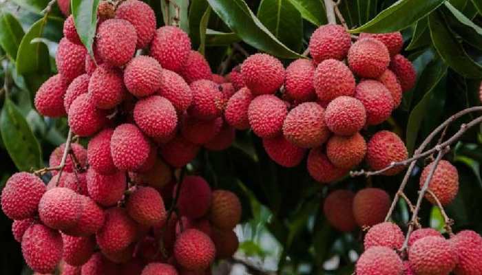 Muzaffarpur Shahi Litchi