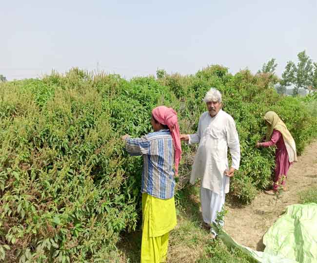  How is Tulsi Cultivated?