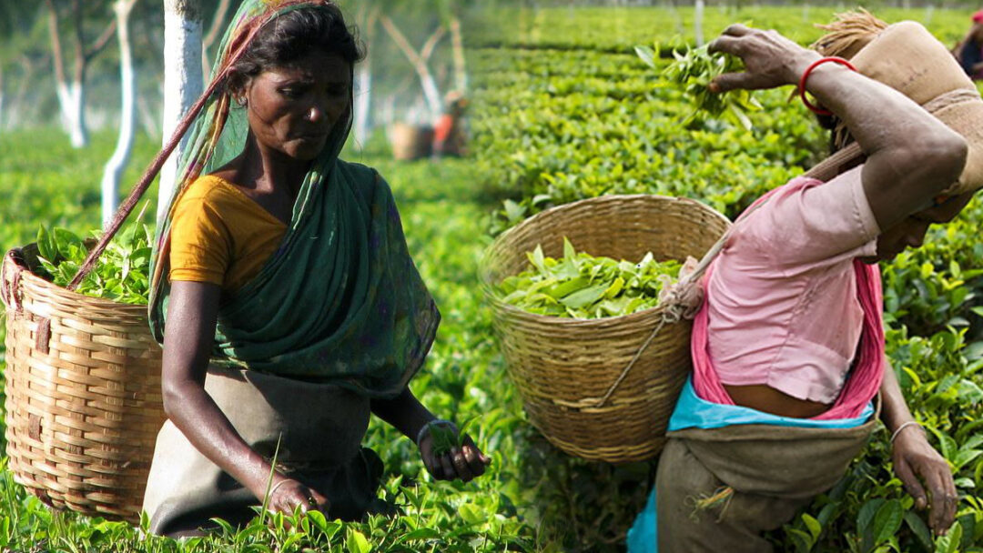 Tea production in Bihar Kishanganj