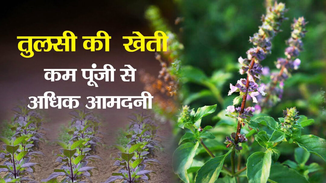 tulsi ki kheti