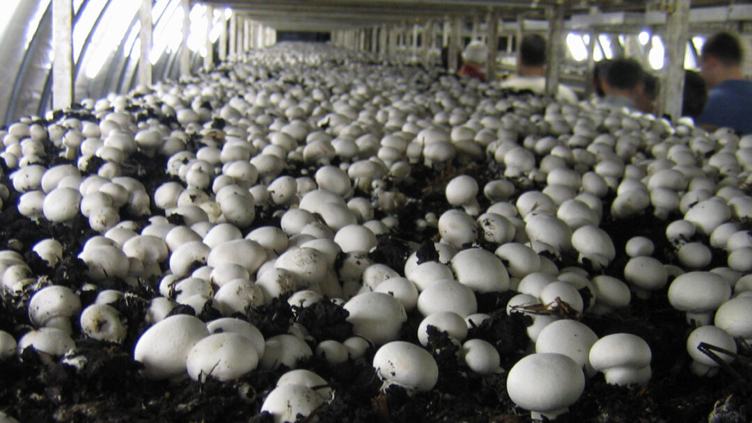 mushroom production in bihar