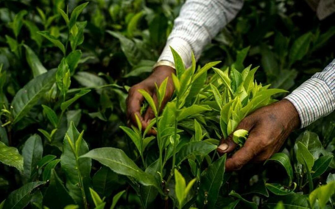 Tea production in Bihar  