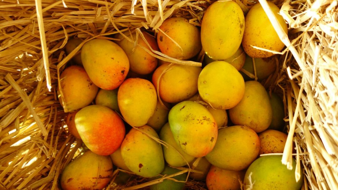 Bihar jardalu Mango