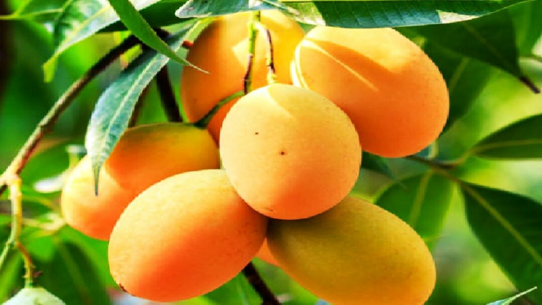 Bihar jardalu Mango
