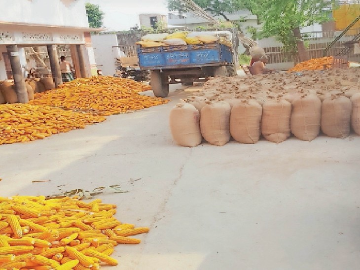 Maize Farmer