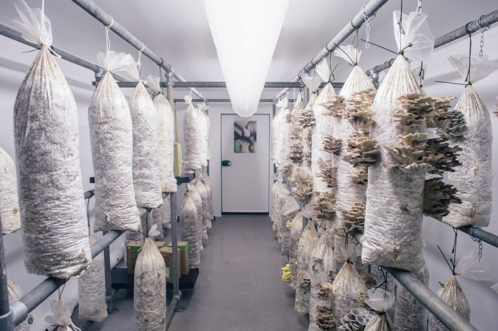 Start Mushroom growing Business