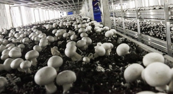 Start Mushroom growing Business