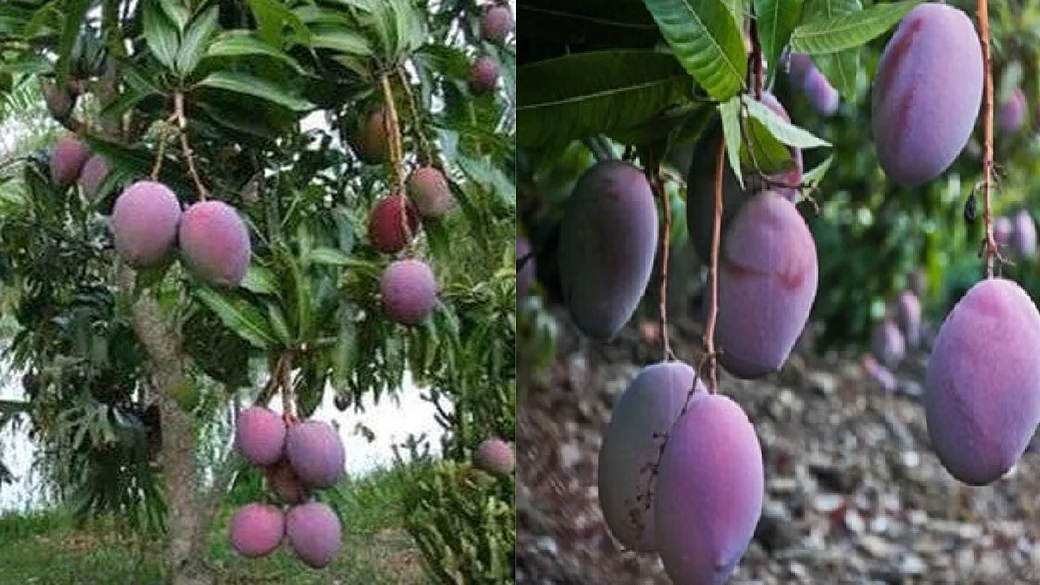 Sugar free Mango of Bihar