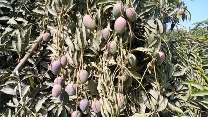 Sugar free Mango of Bihar