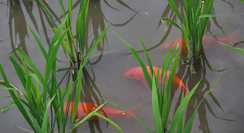 Fish-Rice farming