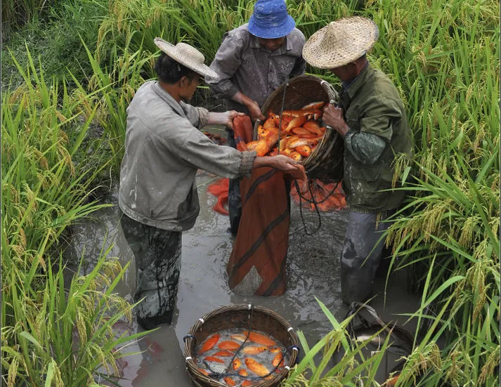 Fish-Rice farming