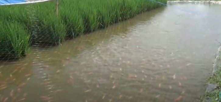 Fish-Rice farming